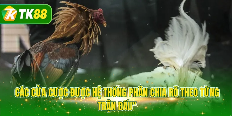 Các cửa cược được hệ thống phân chia rõ theo từng trận đấu