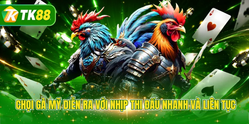 Chọi gà Mỹ diễn ra với nhịp thi đấu nhanh và liên tục