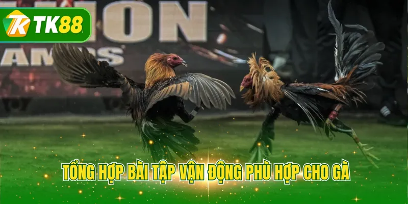 Tổng hợp bài tập vận động phù hợp cho gà